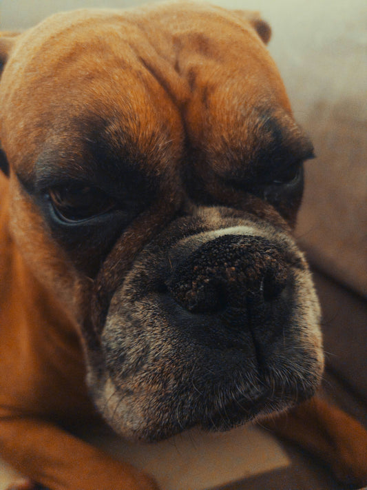 Close-up of a sad-looking boxer dog's face.