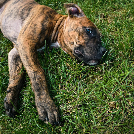 Presa Canario ve Yavrusu: Eşsiz Bir Irk Hakkında Bilmeniz Gerekenler
