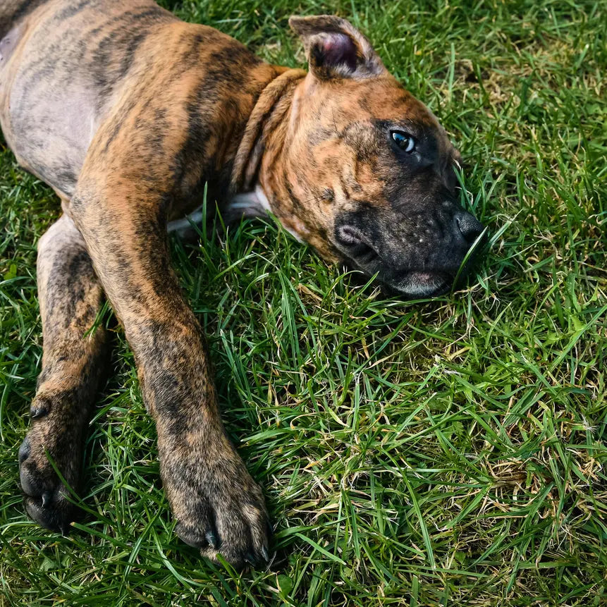 Presa-Canario-ve-Yavrusu-Eşsiz-Bir-Irk-Hakkında-Bilmeniz-Gerekenler Alpha-Tact