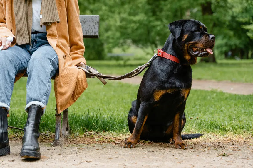 Rottweiler-Özellikleri-ve-Bakımı Alpha-Tact