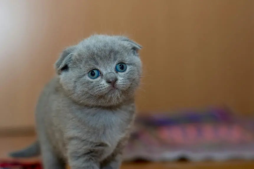 Scottish-Fold-Kedi-Özellikleri-ve-Bakımı Alpha-Tact
