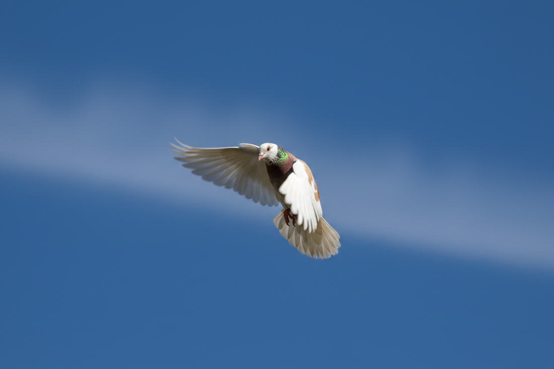Güvercinler Hakkında Kapsamlı Rehber: Irklar, Fiyatlar, Bakım, Üretim ve Hastalıklar