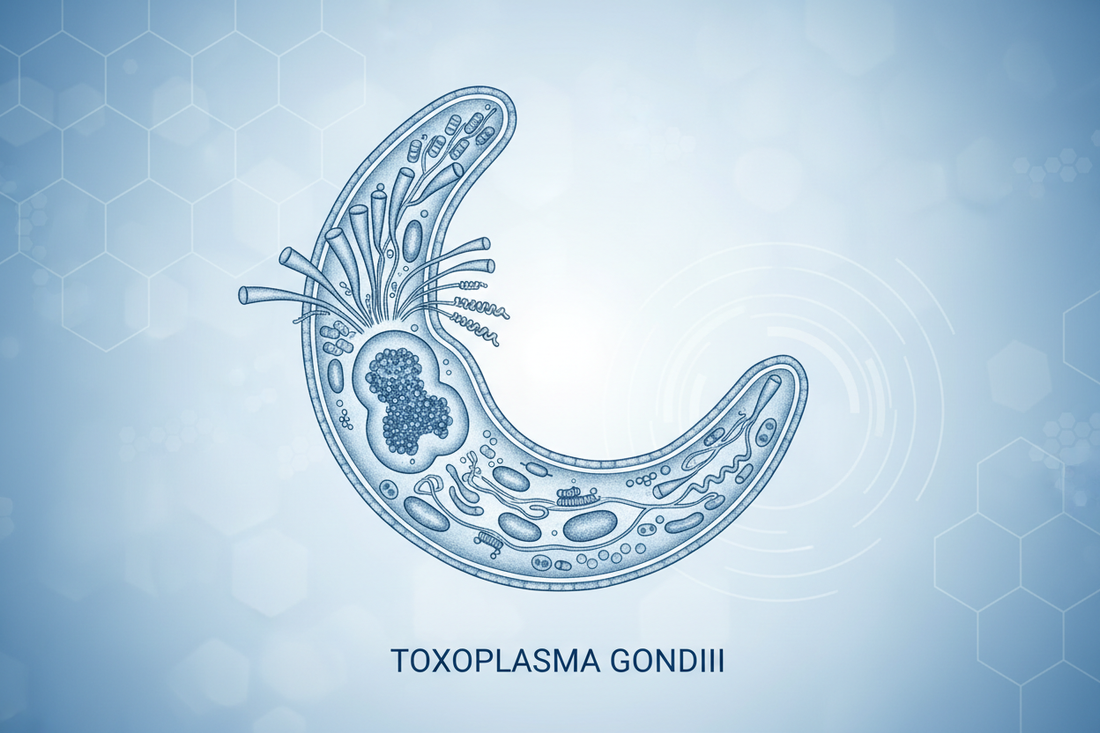 Brucellosis ve Toksoplazmozis: Köpeklerde Üreme ve Bağışıklık Yetmezliği
