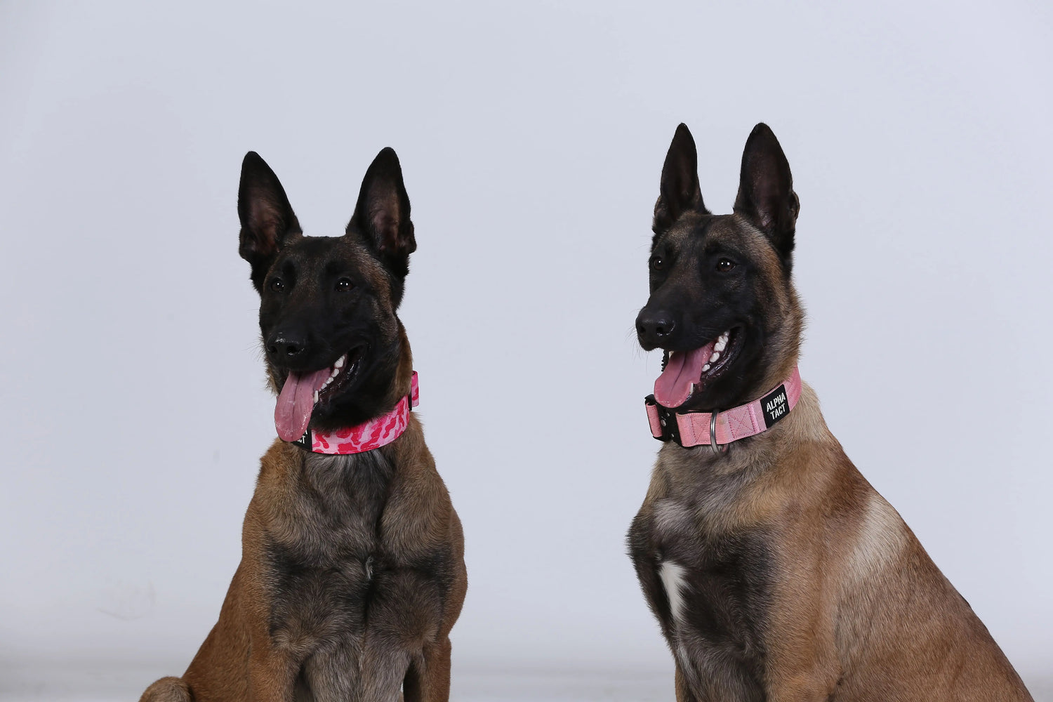 Boyun Tasması Alpha-Tact