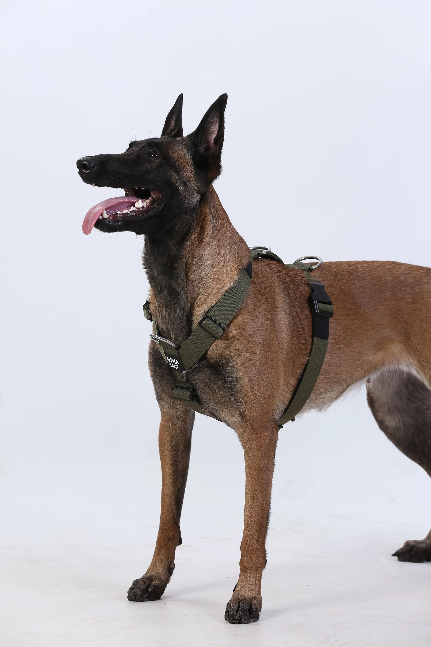 Göğüs Tasmaları Alpha-Tact