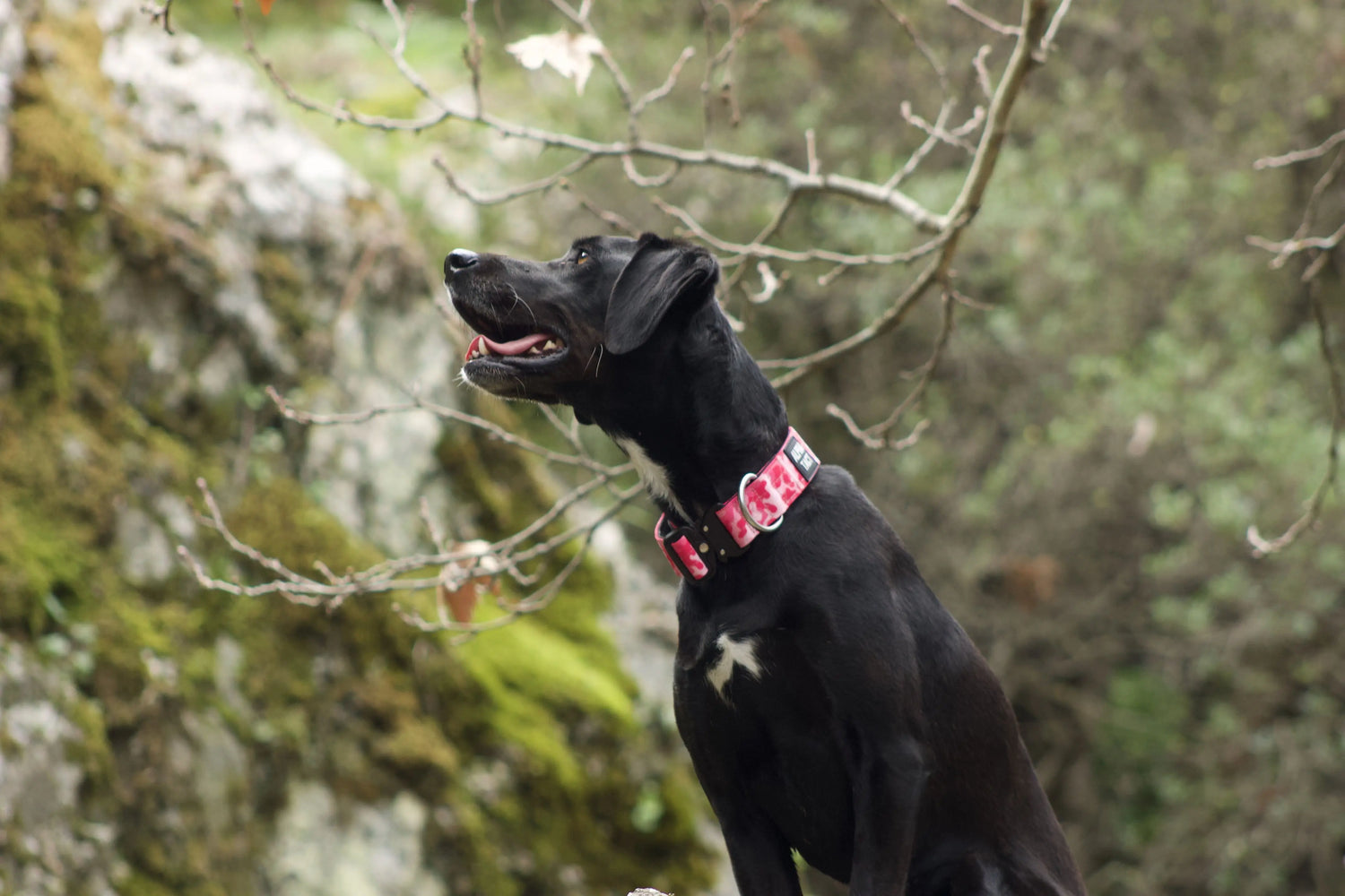 Ana-sayfa Alpha-Tact