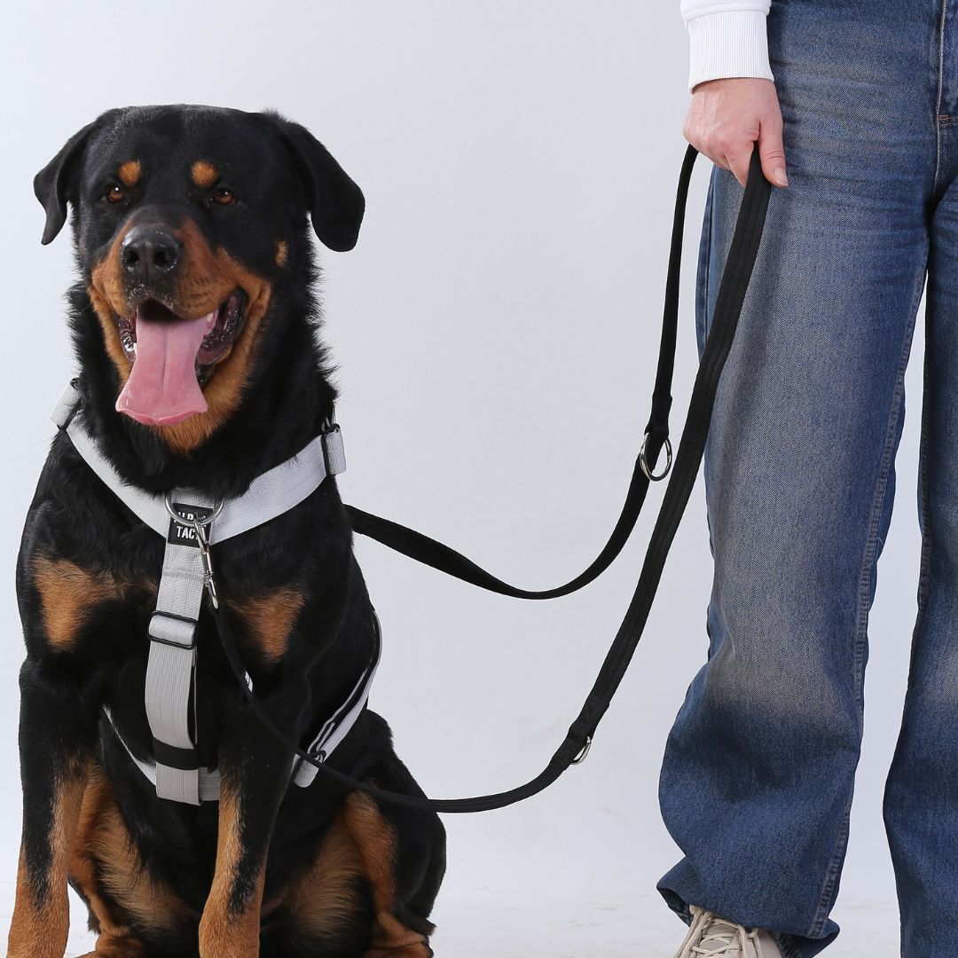 Trailtrainer Lead Mor Gezdirme Tasması