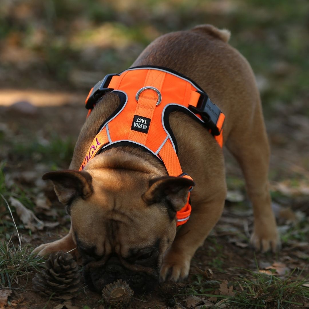 Tact Comfort Kırmızı