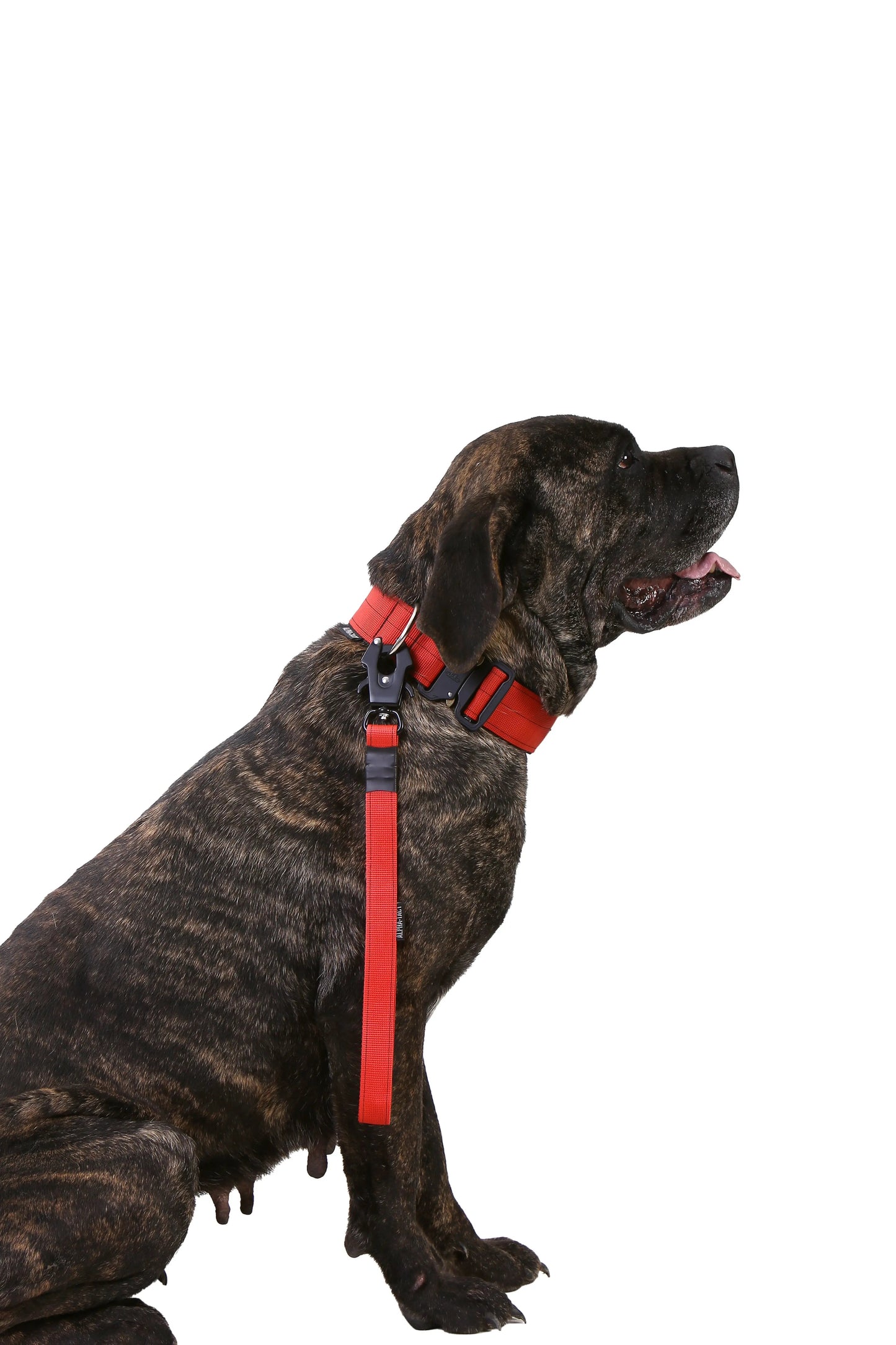 5cm Taktik Boyun Tasması - Alpha-Tact