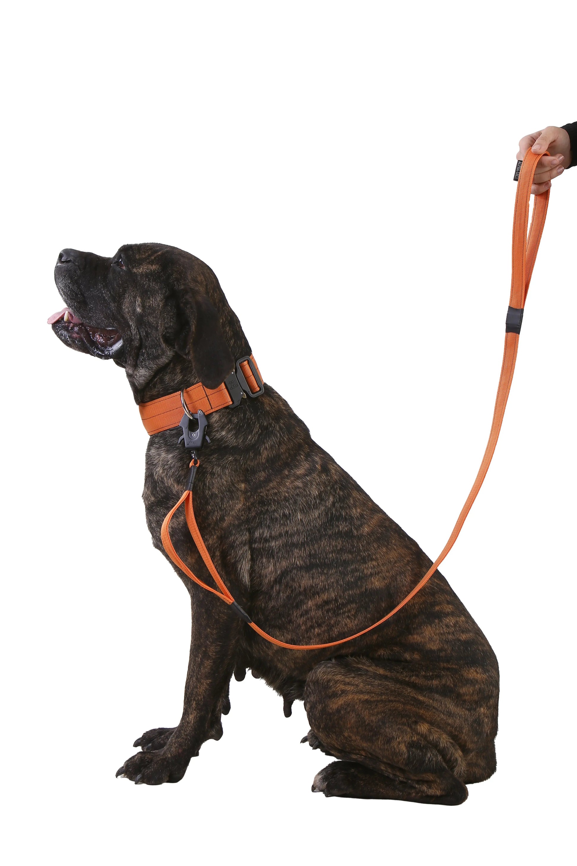 5cm Taktik Boyun Tasması - Alpha-Tact