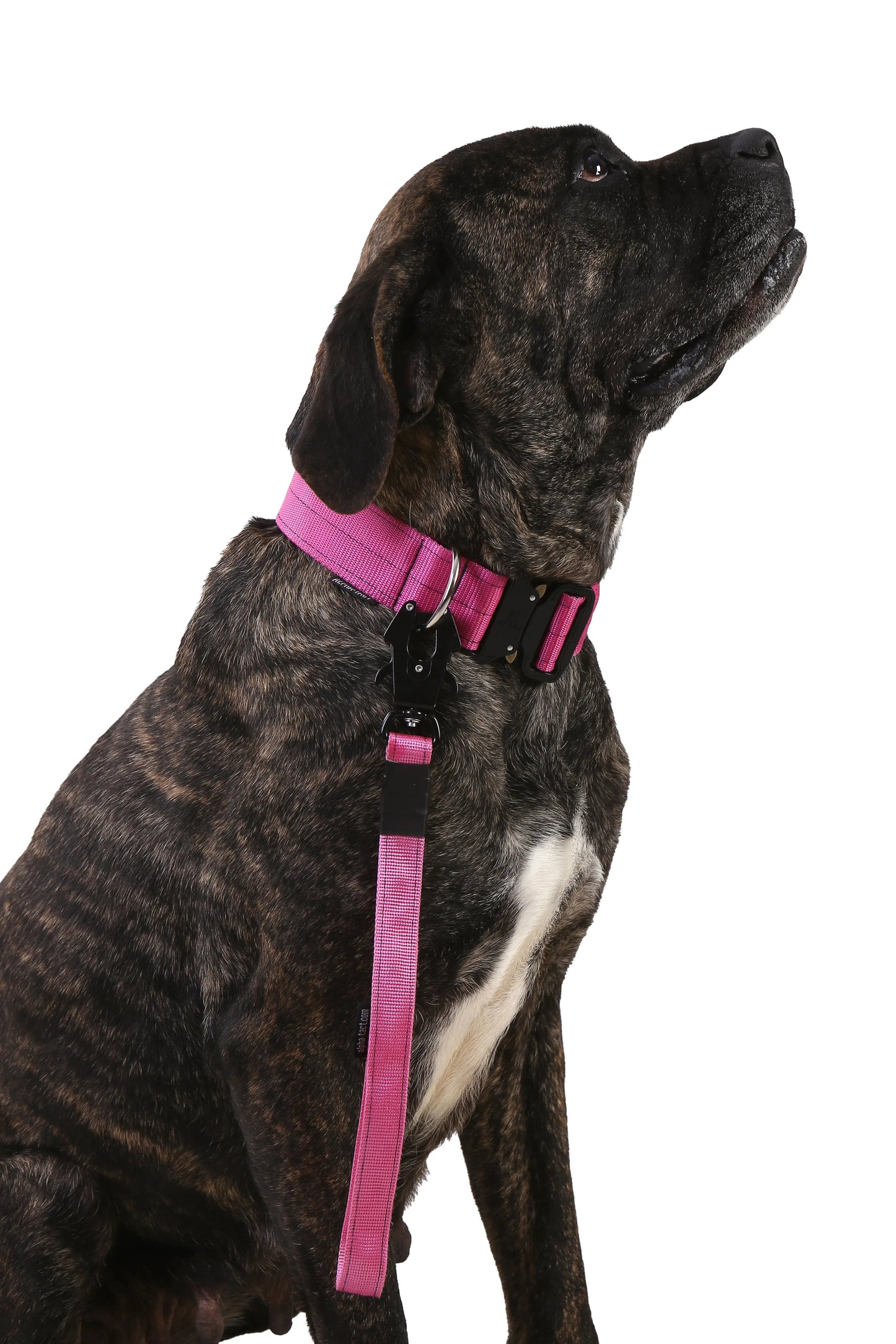 5cm Taktik Boyun Tasması - Alpha-Tact