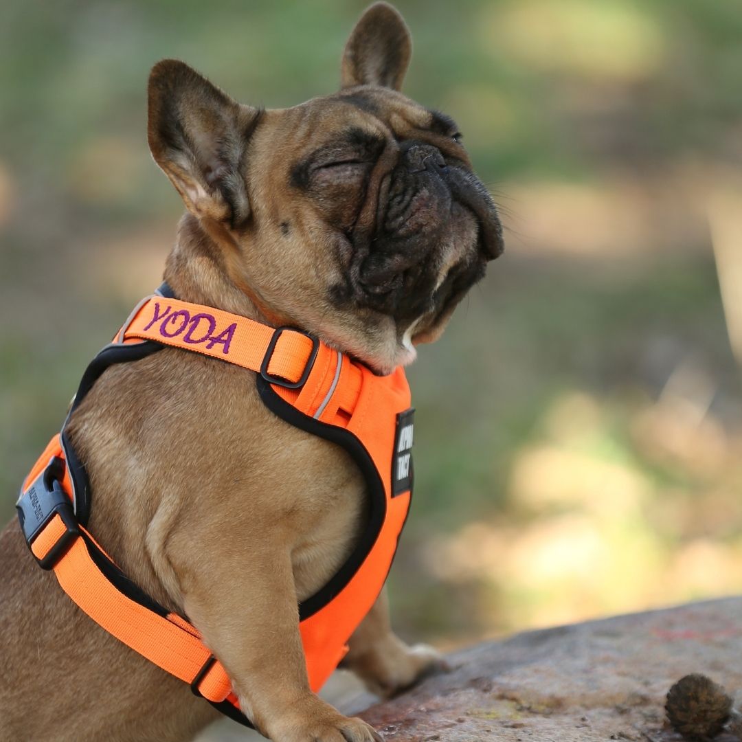 Tact Comfort Kırmızı