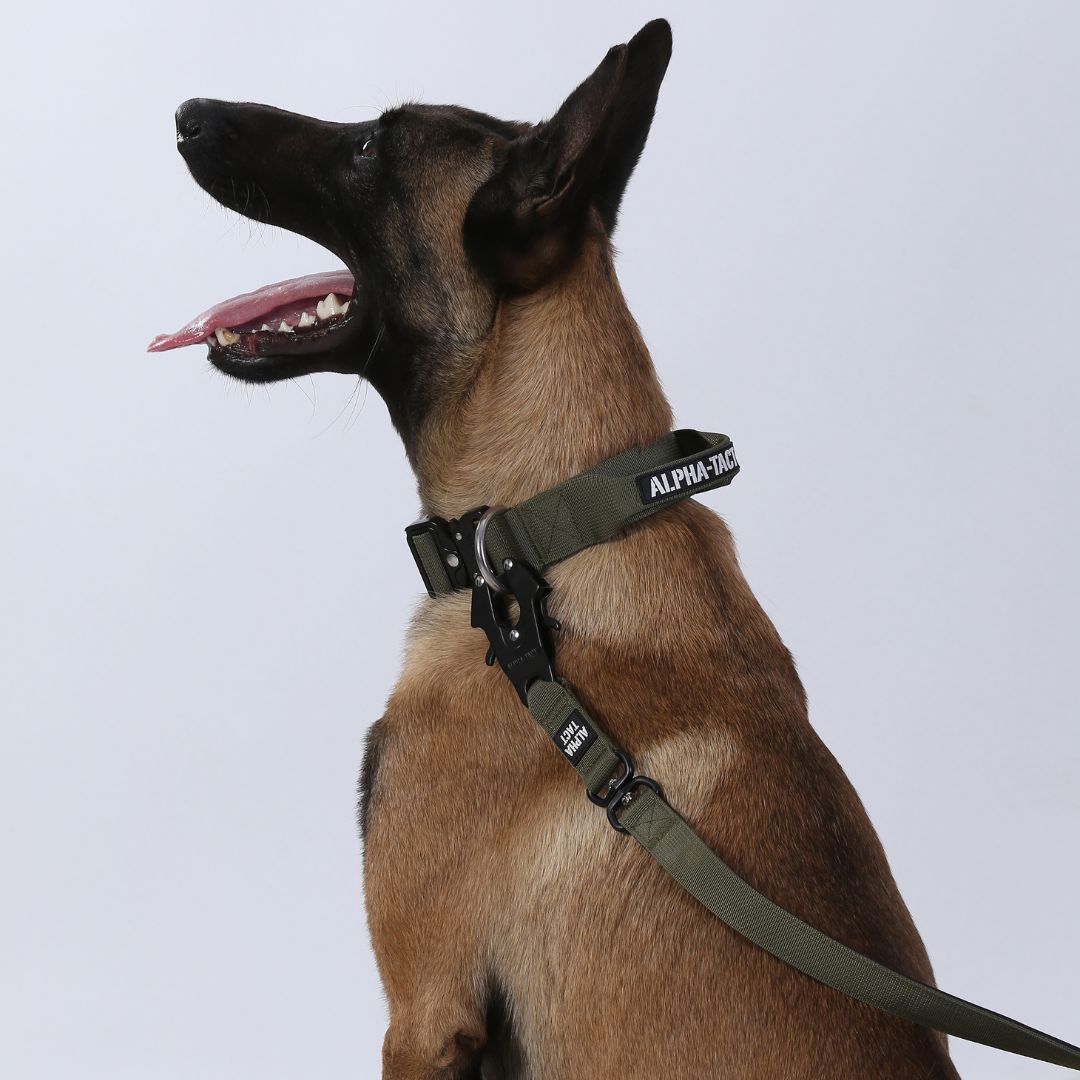 Tactlead Combat Gri Gezdirme Tasması