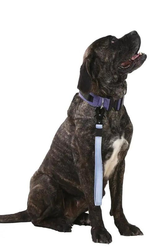 Bebe Mavisi Kısa Taktik Gezdirme Tasması - Alpha-Tact