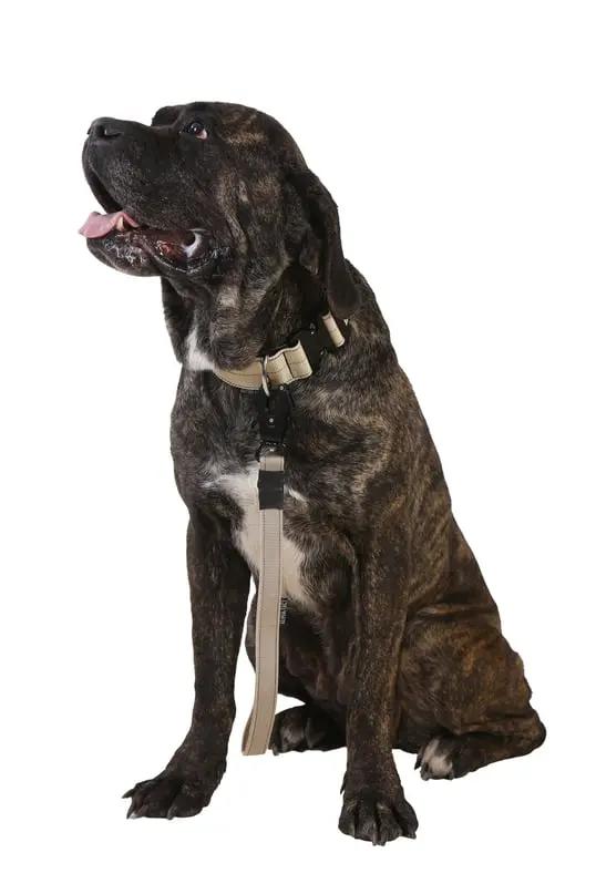 Bej Kısa Taktik Gezdirme Tasması - Alpha-Tact