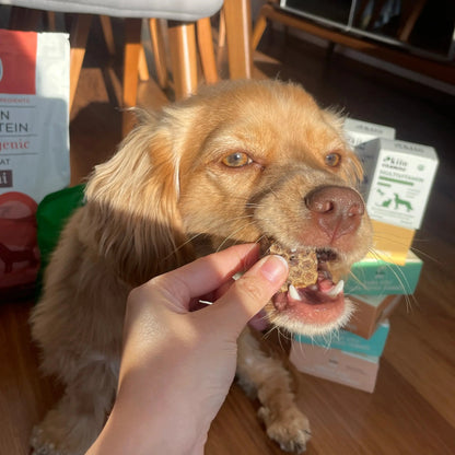 Kito Dana Akciğer Küp Atıştırmalık Köpek Ödül Maması %100 Doğal, Glutensiz, Organik 100 gr - Alpha-Tact