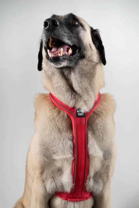 Soft Göğüs Tasması Kırmızı - Alpha-Tact