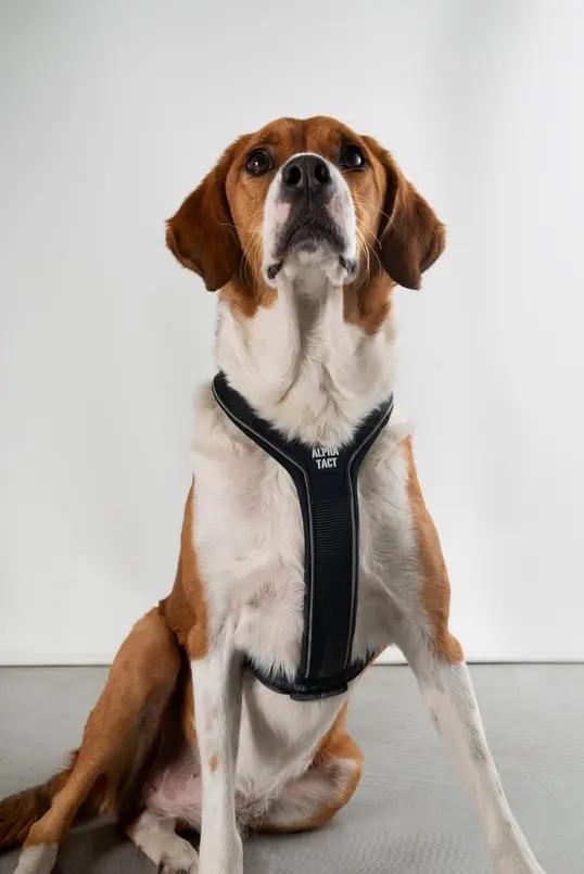 Soft Göğüs Tasması Kırmızı - Alpha-Tact