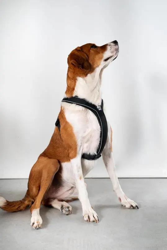 Soft Göğüs Tasması Kırmızı - Alpha-Tact