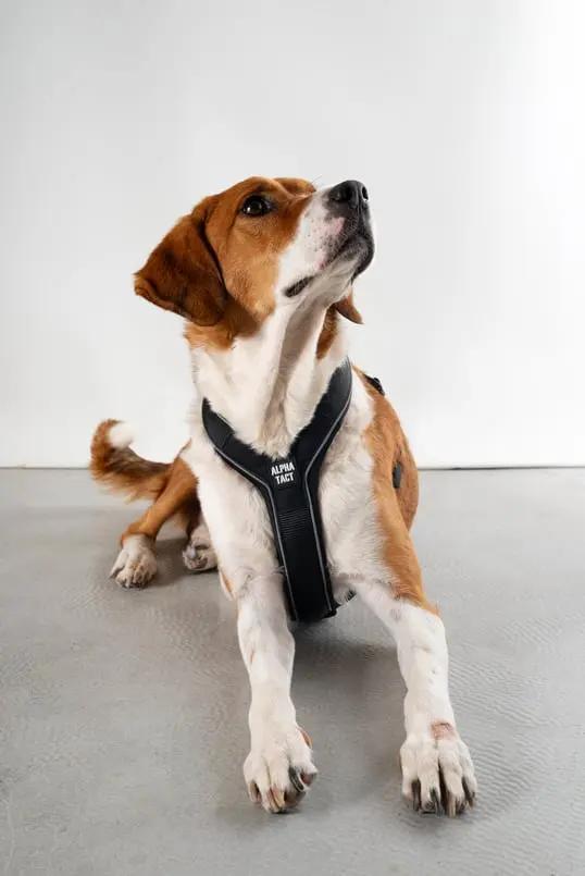 Soft Göğüs Tasması Kırmızı - Alpha-Tact