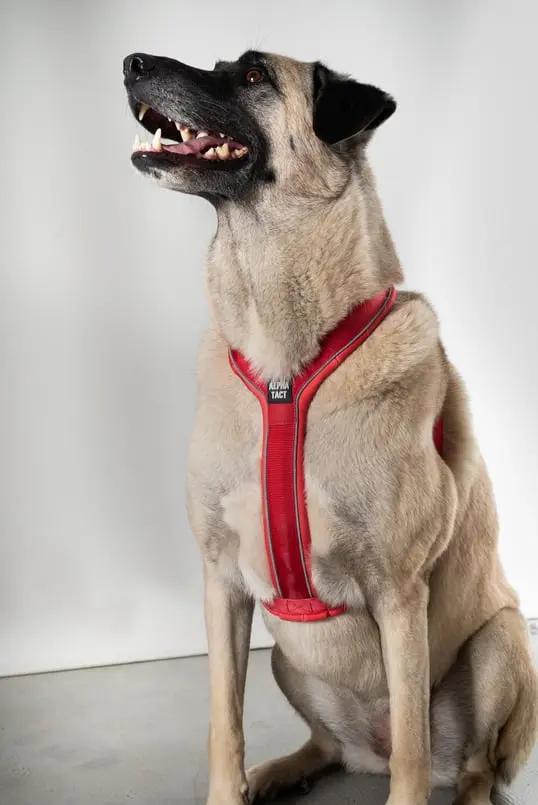 Soft Göğüs Tasması Kırmızı - Alpha-Tact