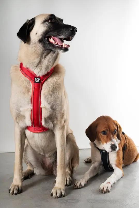 Soft Göğüs Tasması Siyah - Alpha-Tact