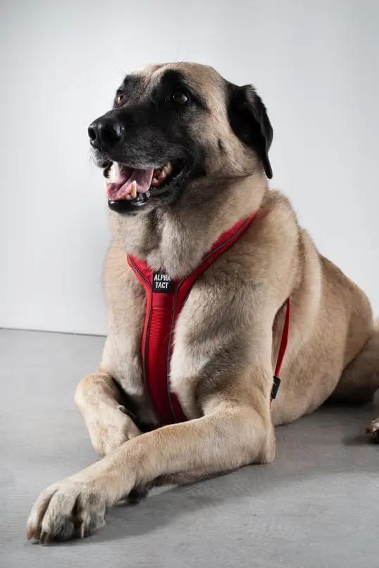 Soft Göğüs Tasması Siyah - Alpha-Tact