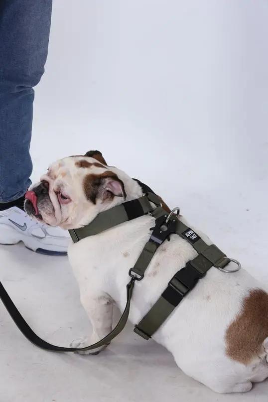 Tactfit Harness Bej - Alpha-Tact