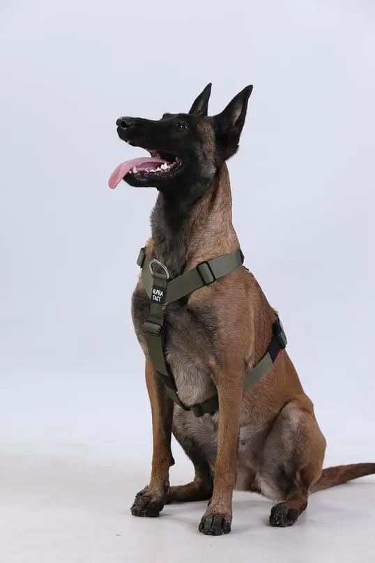 Tactfit Harness Siyah - Alpha-Tact