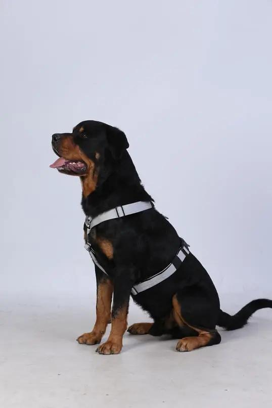 Tactfit Harness Siyah - Alpha-Tact