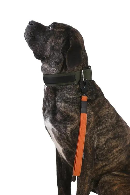 Turuncu Kısa Taktik Gezdirme Tasması - Alpha-Tact