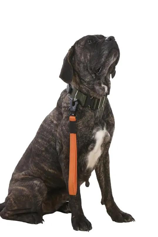 Turuncu Kısa Taktik Gezdirme Tasması - Alpha-Tact