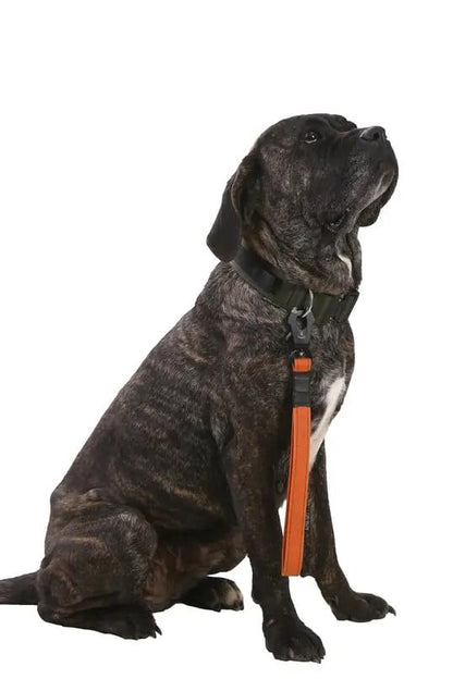 Turuncu Kısa Taktik Gezdirme Tasması - Alpha-Tact